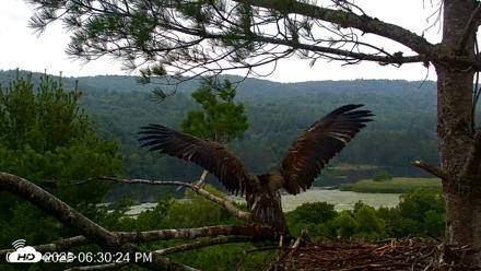 VINS Bald Eagles Nest Live Cams - Jul 21, 2026, 6:31pm EDT
