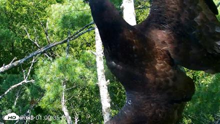 VINS Bald Eagles Nest Live Cams - Jul 27, 2026, 1:01pm EDT
