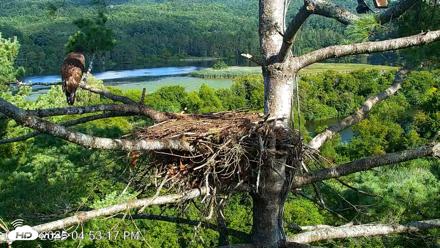 VINS Bald Eagles Nest Live Cams - Aug 17, 2026, 4:54pm EDT
