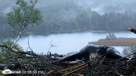 VINS Bald Eagles Nest Live Cams - May 14, 2026, 8:07pm EDT