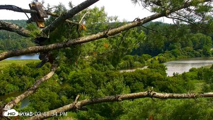 VINS Bald Eagles Nest Live Cams - Jul 20, 2026, 3:42pm EDT