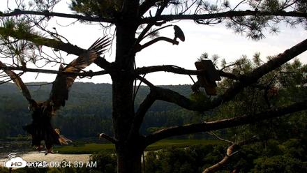 VINS Bald Eagles Nest Live Cams - Jul 26, 2026, 9:35am EDT
