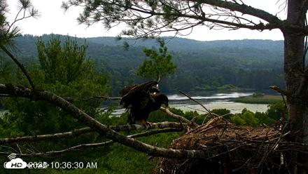 VINS Bald Eagles Nest Live Cams - Jul 6, 2026, 10:37am EDT