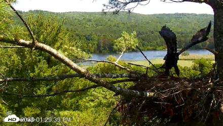 VINS Bald Eagles Nest Live Cams - Jul 3, 2026, 1:30pm EDT