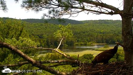 VINS Bald Eagles Nest Live Cams - Jul 20, 2026, 1:22pm EDT