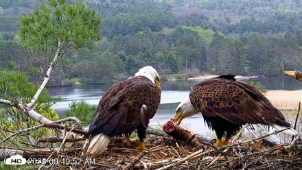 VINS Bald Eagles Nest Live Cams - May 6, 2026, 9:50am EDT