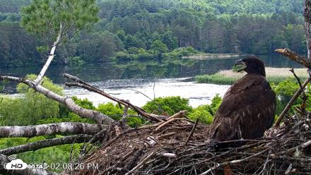 VINS Bald Eagles Nest Live Cams - Jun 27, 2026, 2:09pm EDT