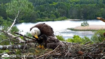 VINS Bald Eagles Nest Live Cams - May 29, 2026, 11:00am EDT