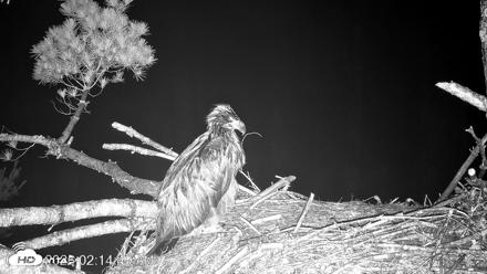 VINS Bald Eagles Nest Live Cams - Jun 26, 2026, 2:15am EDT