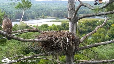 VINS Bald Eagles Nest Live Cams - Aug 22, 2026, 7:27pm EDT
