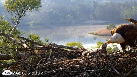 VINS Bald Eagles Nest Live Cams - May 19, 2026, 6:51am EDT
