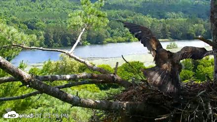 VINS Bald Eagles Nest Live Cams - Jul 23, 2026, 1:24pm EDT