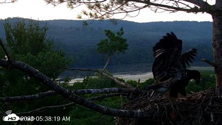 VINS Bald Eagles Nest Live Cams - Jul 14, 2026, 5:39am EDT