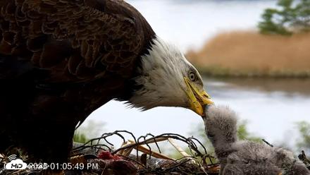 VINS Bald Eagles Nest Live Cams - May 13, 2026, 1:06pm EDT