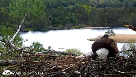 VINS Bald Eagles Nest Live Cams - May 11, 2026, 12:58pm EDT