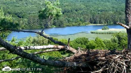 VINS Bald Eagles Nest Live Cams - Jul 23, 2026, 3:47pm EDT