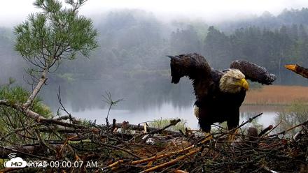 VINS Bald Eagles Nest Live Cams - May 14, 2026, 9:01am EDT