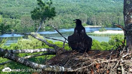 VINS Bald Eagles Nest Live Cams - Jul 1, 2026, 5:29pm EDT