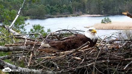 VINS Bald Eagles Nest Live Cams - May 3, 2026, 11:29am EDT
