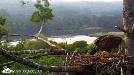 VINS Bald Eagles Nest Live Cams - Jul 22, 2026, 6:34am EDT