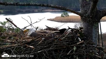 VINS Bald Eagles Nest Live Cams - Apr 22, 2026, 9:06am EDT