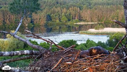 VINS Bald Eagles Nest Live Cams - Jun 24, 2026, 7:59pm EDT