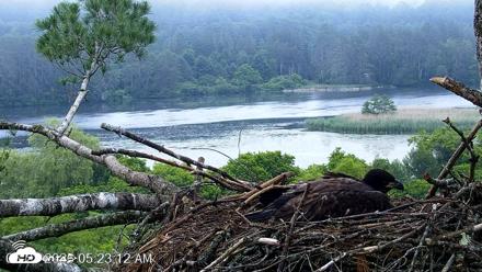 VINS Bald Eagles Nest Live Cams - Jun 27, 2026, 5:24am EDT