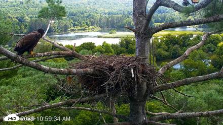 VINS Bald Eagles Nest Live Cams - Aug 15, 2026, 11:01am EDT