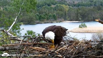 VINS Bald Eagles Nest Live Cams - May 3, 2026, 2:23pm EDT