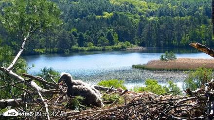 VINS Bald Eagles Nest Live Cams - May 22, 2026, 9:54am EDT