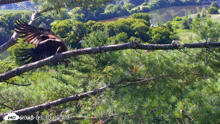 VINS Bald Eagles Nest Live Cams - Jul 26, 2026, 9:30am EDT