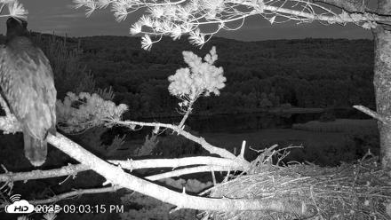 VINS Bald Eagles Nest Live Cams - Jul 13, 2026, 9:04pm EDT