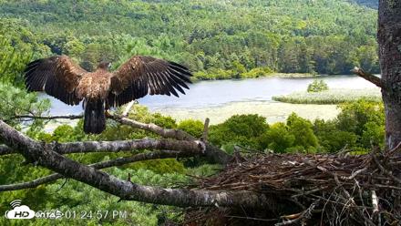 VINS Bald Eagles Nest Live Cams - Jul 23, 2026, 1:25pm EDT