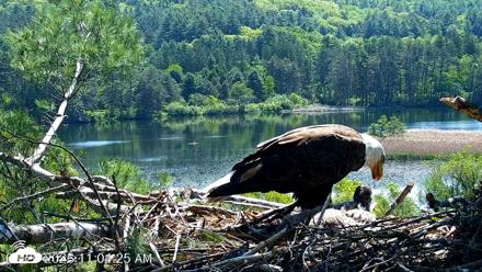 VINS Bald Eagles Nest Live Cams - May 26, 2026, 11:06am EDT