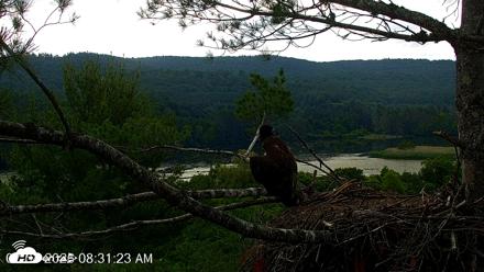 VINS Bald Eagles Nest Live Cams - Jul 4, 2026, 8:32am EDT