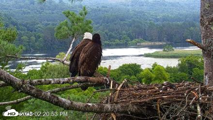 VINS Bald Eagles Nest Live Cams - Jul 21, 2026, 2:21pm EDT
