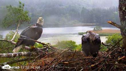 VINS Bald Eagles Nest Live Cams - Jun 18, 2026, 11:35am EDT
