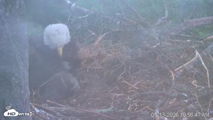 VINS Bald Eagles Nest Live Cams - May 13, 2026, 10:57am EDT