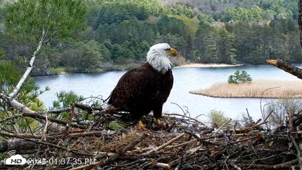 VINS Bald Eagles Nest Live Cams - May 4, 2026, 1:38pm EDT