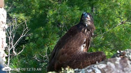 VINS Bald Eagles Nest Live Cams - Jul 26, 2026, 9:12am EDT