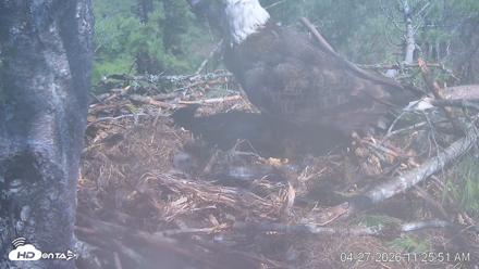 VINS Bald Eagles Nest Live Cams - Apr 27, 2026, 11:26am EDT