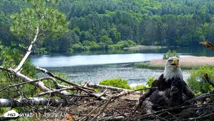 VINS Bald Eagles Nest Live Cams - Jun 5, 2026, 11:51am EDT