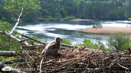 VINS Bald Eagles Nest Live Cams - May 20, 2026, 10:04am EDT