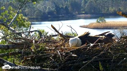 VINS Bald Eagles Nest Live Cams - Apr 24, 2026, 7:58am EDT