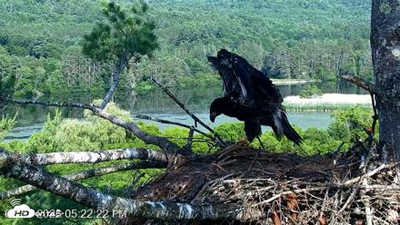 VINS Bald Eagles Nest Live Cams - Jul 1, 2026, 5:23pm EDT