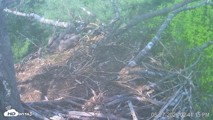 VINS Bald Eagles Nest Live Cams - May 27, 2026, 2:41pm EDT