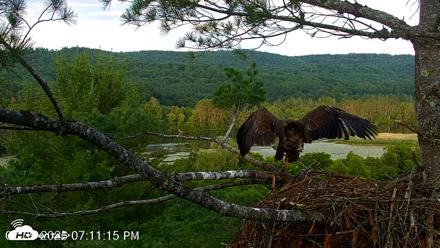 VINS Bald Eagles Nest Live Cams - Jul 9, 2026, 7:11pm EDT