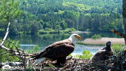 VINS Bald Eagles Nest Live Cams - May 26, 2026, 11:20am EDT