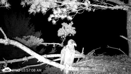 VINS Bald Eagles Nest Live Cams - Jul 15, 2026, 3:58am EDT