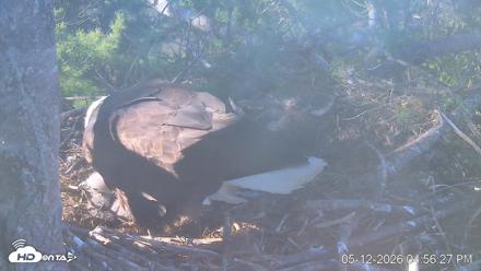 VINS Bald Eagles Nest Live Cams - May 12, 2026, 4:57pm EDT